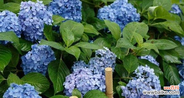 探究绣球花的意义与象征 解读绣球花的花语