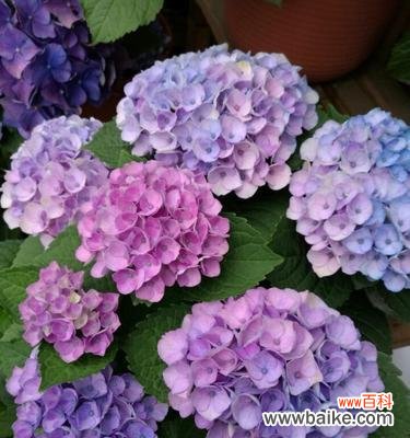 探究绣球花的意义与象征 解读绣球花的花语