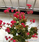 了解长寿花的象征意义和传达的信息 长寿花的意义与花语