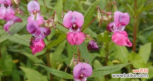 传递美好的爱情情感，为生命注入美丽活力 凤仙花花语大揭秘
