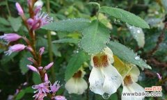 传递美好的爱情情感，为生命注入美丽活力 凤仙花花语大揭秘