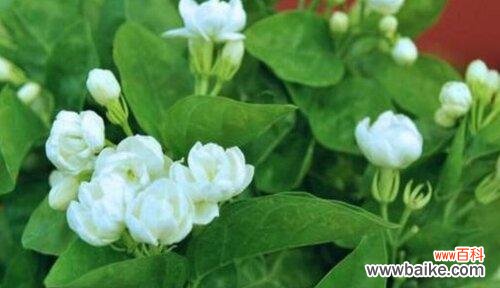 探秘茉莉花的花语及文化背景 茉莉花的花语