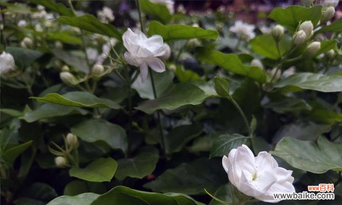 探秘茉莉花的花语及文化背景 茉莉花的花语