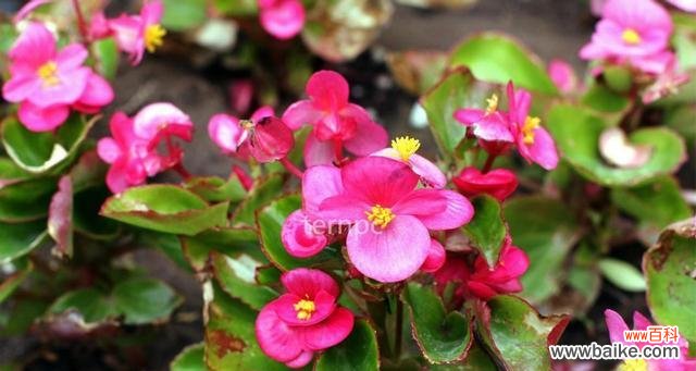 揭秘秋海棠背后的8个含义 秋海棠花语与寓意