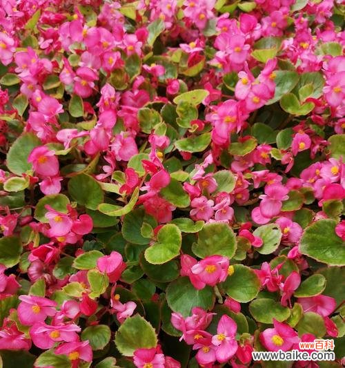 揭秘秋海棠背后的8个含义 秋海棠花语与寓意