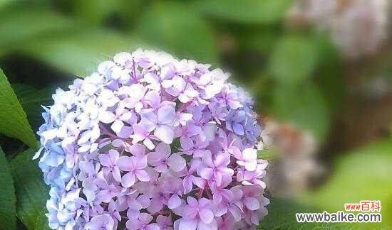 探秘绣球花的神秘世界 绣球花的花语与寓意