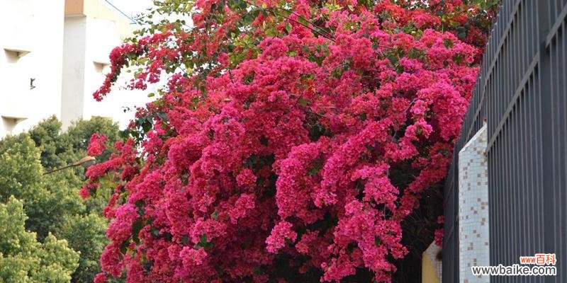 如何正确养护三角梅闻花香听花语 三角梅的养殖方法与花语