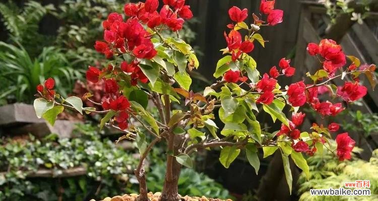 探寻三角梅的象征与意义 三角梅的寓意——奋发向上，勇往直前