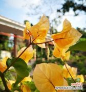 生命的坚韧与希望 三角梅开花的寓意