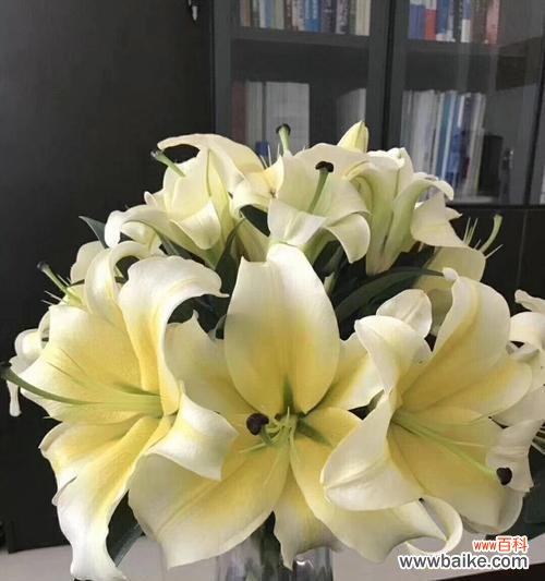 揭秘百合花的多重寓意与文化象征 三头百合的含义及象征