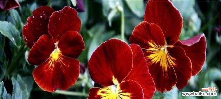 扫帚梅花语 以扫帚梅花语为主题的深情文章