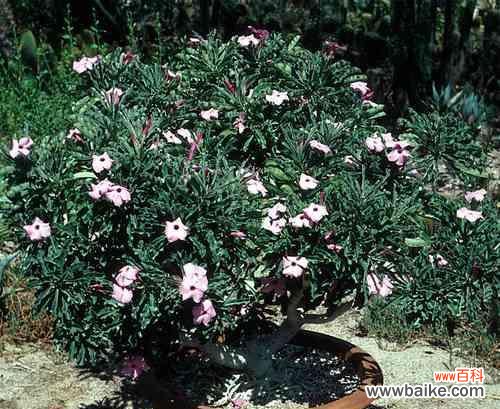 寻找希望与坚韧的象征 沙漠玫瑰花的花语——生命的奇迹