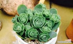 花开在崎岖山脉间 山地玫瑰的花语——浪漫与坚韧并存