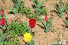 郁金香有毒吗 适合室内养吗