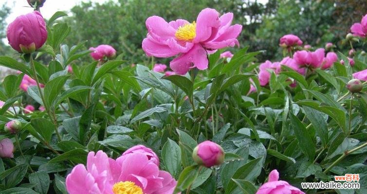 芍药花的花语和寓意象征了什么？如何解读芍药的深层含义？