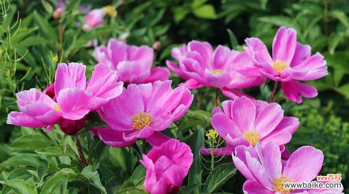 芍药花的花语和寓意象征了什么？如何解读芍药的深层含义？