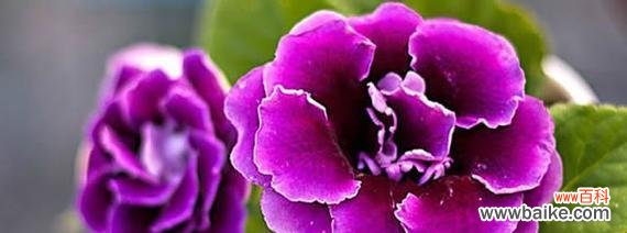 什么花的花语是实现愿望?揭秘能带来好运的花卉!