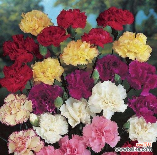 什么花的花语是实现愿望?揭秘能带来好运的花卉!