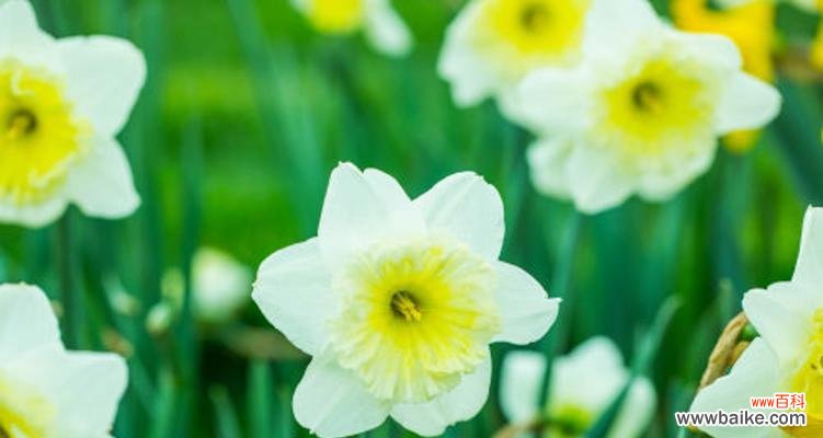 水仙花代表什么最好是麽颜色?选择最佳颜色的技巧是什么?