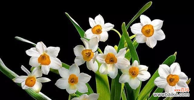 水仙恋是什么意思?如何理解水仙恋的含义?