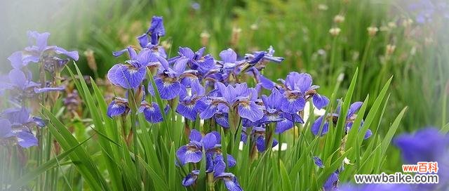 所有花朵的花语都是什么?如何了解每种花的独特含义?