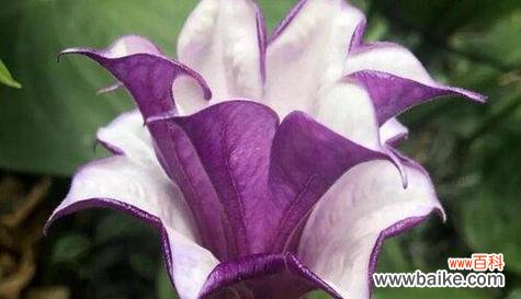 所有花朵的花语都是什么?如何了解每种花的独特含义?