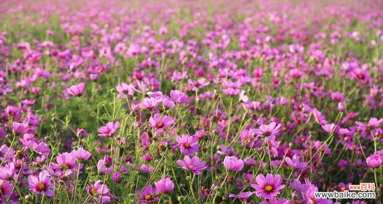 矮杆波斯菊的花语有哪些含义？