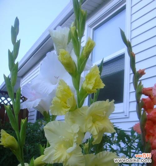 探究剑兰花的含义及象征意义 解析剑兰的花语