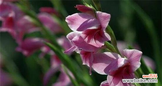 探究剑兰花的含义及象征意义 解析剑兰的花语