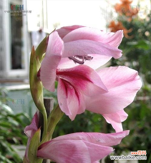 探究剑兰花的含义及象征意义 解析剑兰的花语