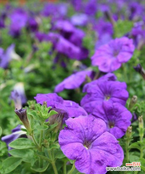 探寻紫色马蹄莲的内涵与价值 紫色马蹄莲花语