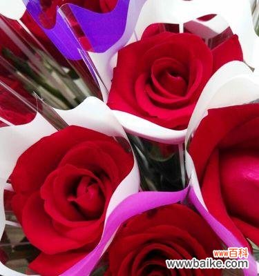 情意绵绵，十九朵花语详解 传递爱情的花语——十九朵红玫瑰