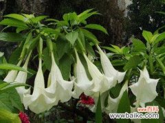 探究曼陀罗花的神秘之处，了解它的花语 曼陀罗的花语