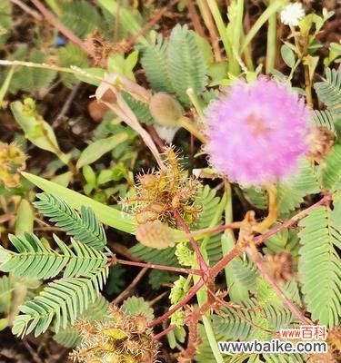 深度解读这个神秘的植物世界 含羞草的花语与寓意