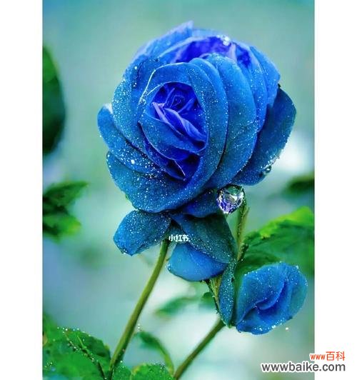 探究蓝色妖姬在花语中所蕴含的意义 蓝色妖姬