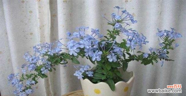 解读蓝雪花的浪漫和神秘 蓝雪花的花语和寓意