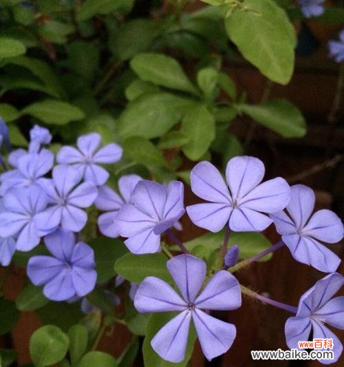 解读蓝雪花的浪漫和神秘 蓝雪花的花语和寓意