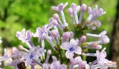 探究丁香花的花语，了解不同颜色代表的意义 丁香花花语——寓意深远的花卉