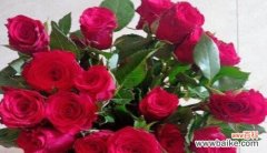 探索玫瑰花语，透视花语文化的深层内涵 玫瑰朵数的隐含意义