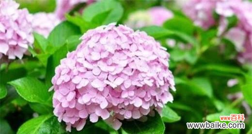 绣球花的花语是什么，令人陶醉的神秘花语 解析绣球花语