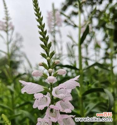 揭秘随意草的花语及其寓意 随意草的花语