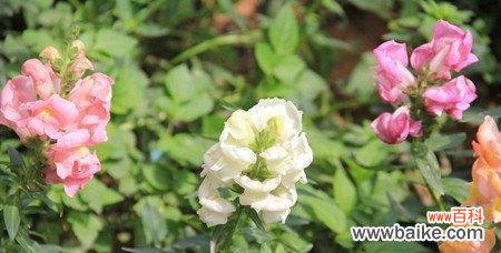 揭秘随意草的花语及其寓意 随意草的花语