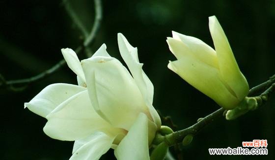 探秘山柳兰花语的深意 山柳兰花语——寄托爱与美的象征