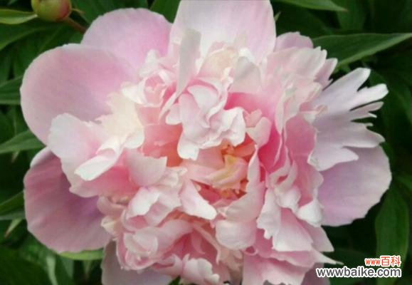 芍药之美 白色芍药花语与美好祝福