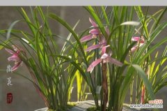 优雅、纯洁、神秘的兰花 《绍兴兰花之花语探秘》