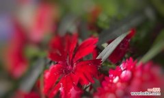 花开如火 深红色石竹花