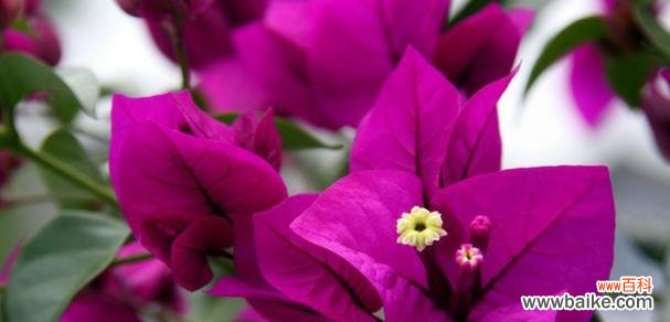 以省花名称及花语为主题 花开花落，花的世界永远在心中