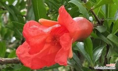 番石榴花语的深刻内涵及象征意义 番石榴花语——繁花似锦的爱恋