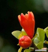 揭开石榴花的秘密 石榴花风水的祥瑞之意