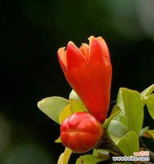 揭开石榴花的秘密 石榴花风水的祥瑞之意